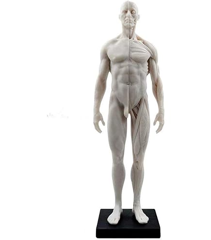 Amazon.com: 3dtotal Female Anatomy Figure: 10.5-inch
